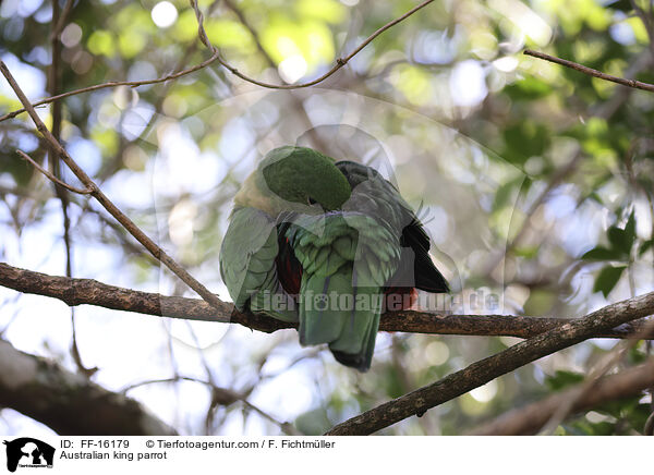 Australischer K�nigssittich / Australian king parrot / FF-16179