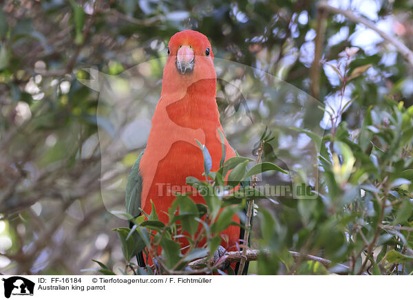 Australischer K�nigssittich / Australian king parrot / FF-16184