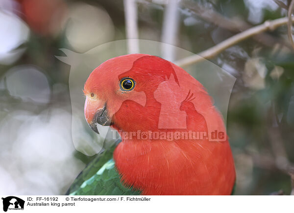 Australischer K�nigssittich / Australian king parrot / FF-16192