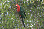 Australian king parrot