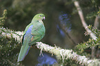 Australian king parrot