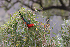 Australian king parrot