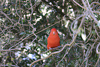 Australian king parrot