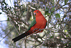 Australian king parrot