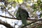 Australian king parrot