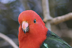 Australian king parrot