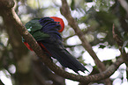 Australian king parrot
