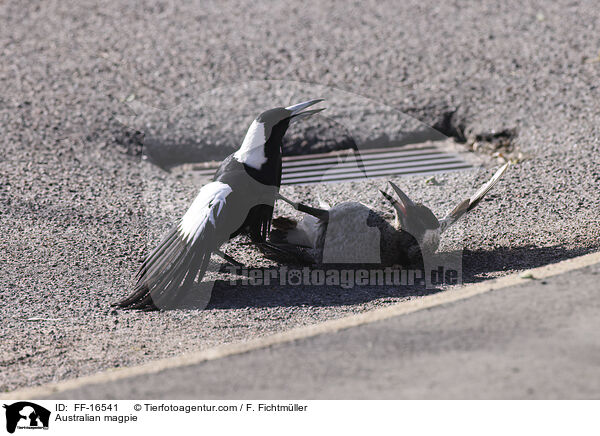 Australian magpie / FF-16541