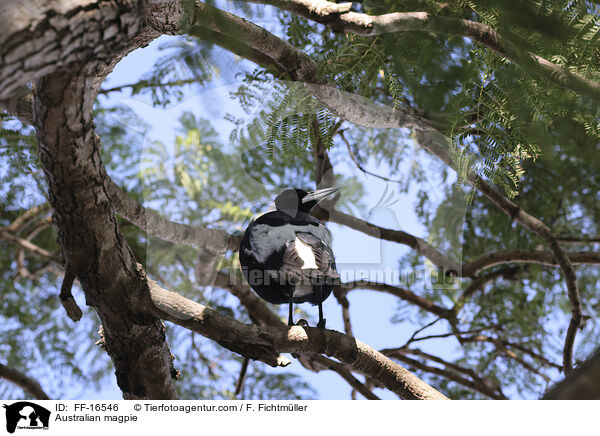 Fl�tenkr�henstar / Australian magpie / FF-16546