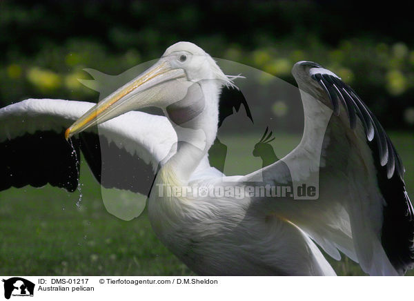 Brillenpelikan / Australian pelican / DMS-01217