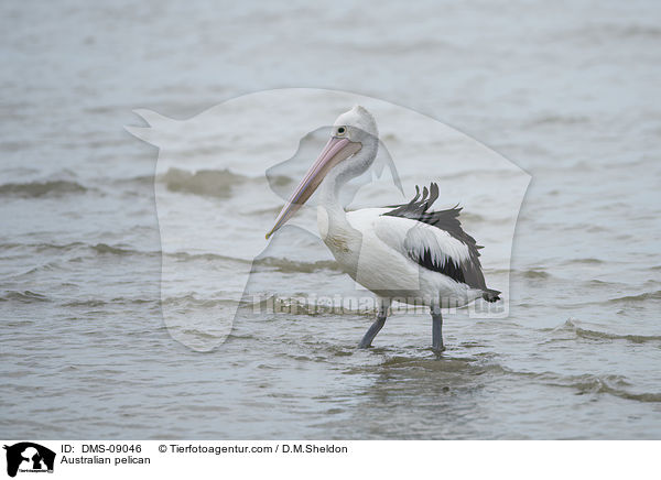 Australian pelican / DMS-09046