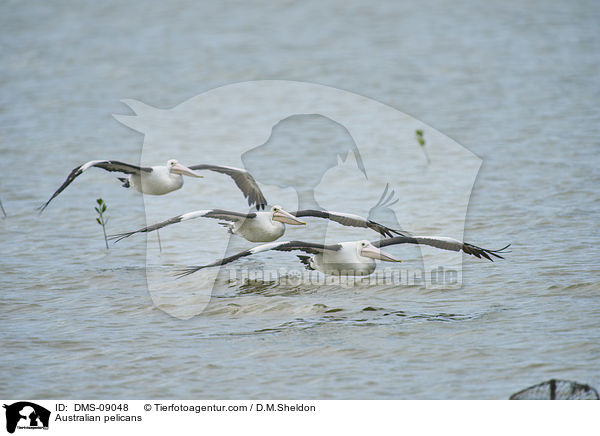 Australian pelicans / DMS-09048
