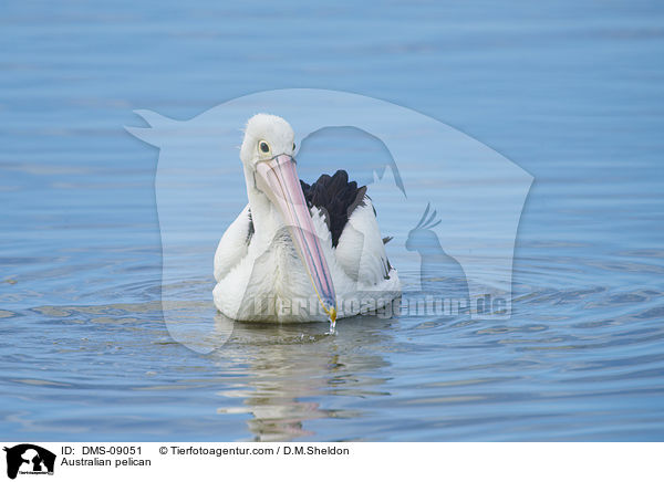 Australian pelican / DMS-09051