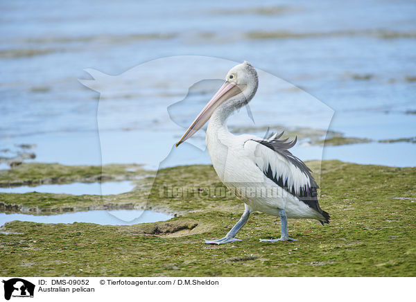 Australian pelican / DMS-09052