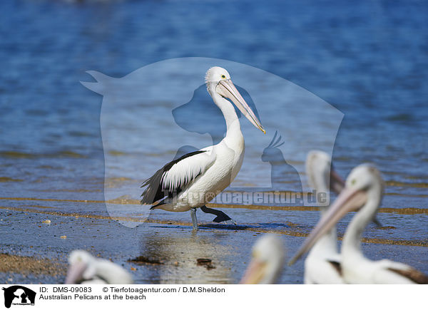 Australian Pelicans at the beach / DMS-09083