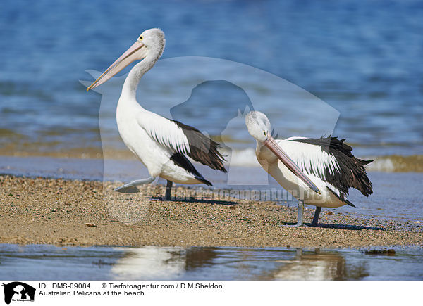 Brillenpelikane am Strand / Australian Pelicans at the beach / DMS-09084