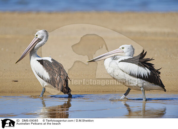 Brillenpelikane am Strand / Australian Pelicans at the beach / DMS-09085