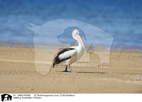 laufender Brillenpelikan / walking Australian Pelican / DMS-09086