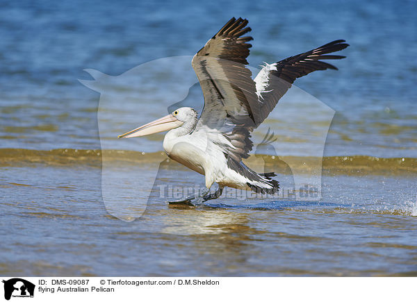 flying Australian Pelican / DMS-09087