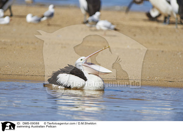 swimming Australian Pelican / DMS-09088