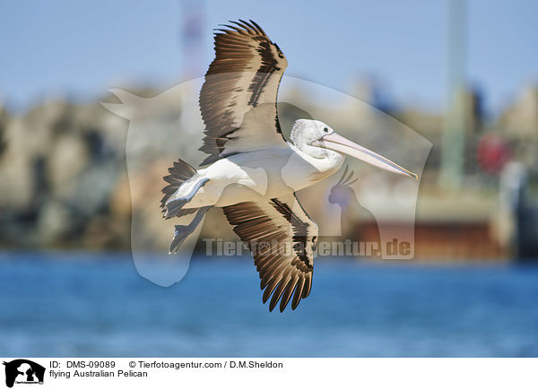 flying Australian Pelican / DMS-09089