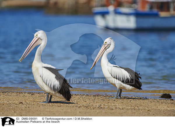 Brillenpelikane am Strand / Australian Pelicans at the beach / DMS-09091