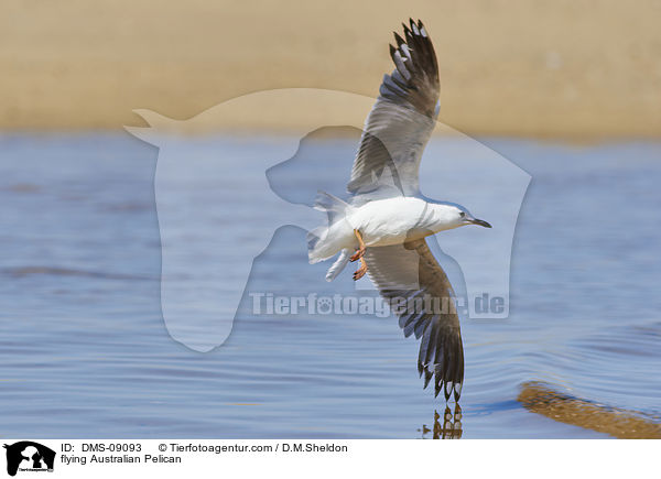 flying Australian Pelican / DMS-09093