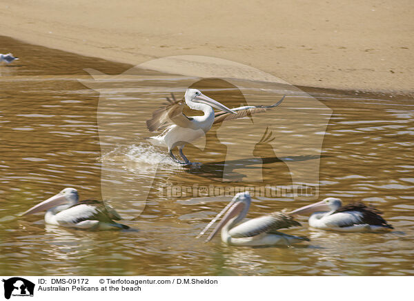 Australian Pelicans at the beach / DMS-09172