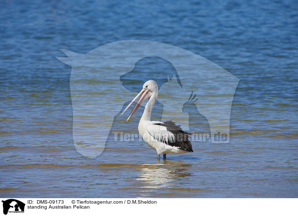 standing Australian Pelican / DMS-09173