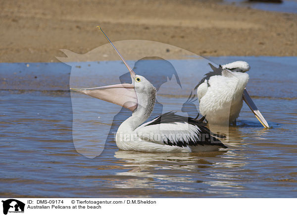 Australian Pelicans at the beach / DMS-09174