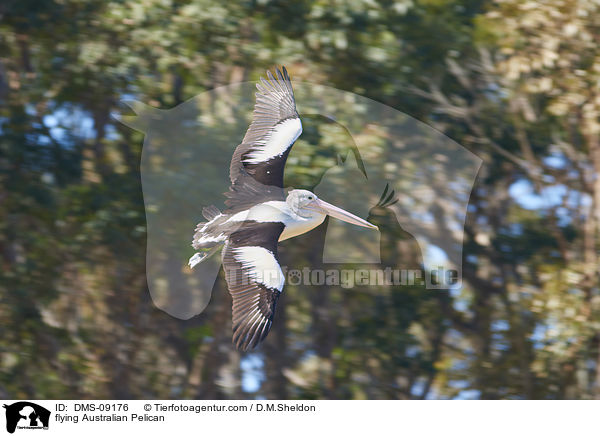 fliegender Brillenpelikan / flying Australian Pelican / DMS-09176