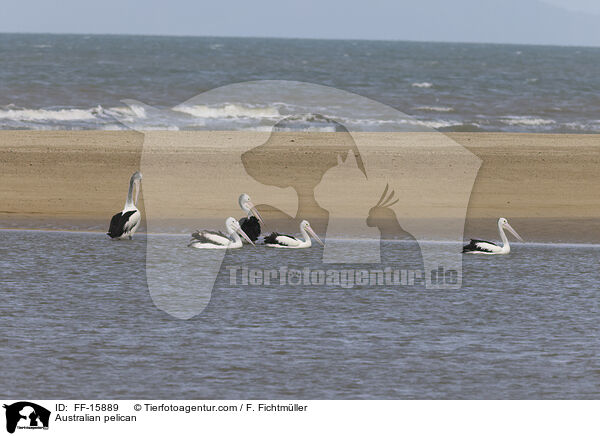 Brillenpelikan / Australian pelican / FF-15889