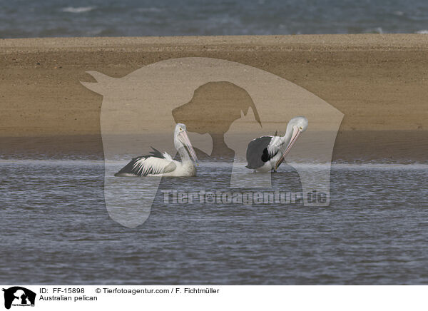 Brillenpelikan / Australian pelican / FF-15898