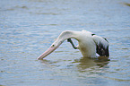 Australian pelican
