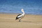 walking Australian Pelican