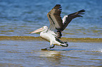 flying Australian Pelican