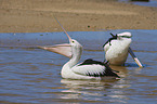 Australian Pelicans at the beach