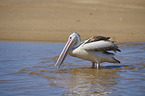 standing Australian Pelican