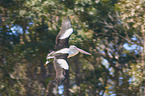 flying Australian Pelican