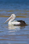 swimming Australian Pelican
