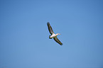 flying Australian Pelican