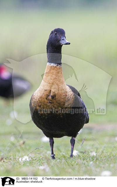 Australian shelduck / MBS-14162