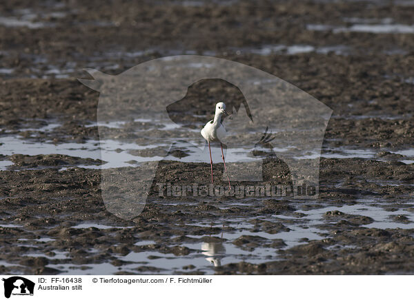 Wei�gesicht-Stelzenl�ufer / Australian stilt / FF-16438