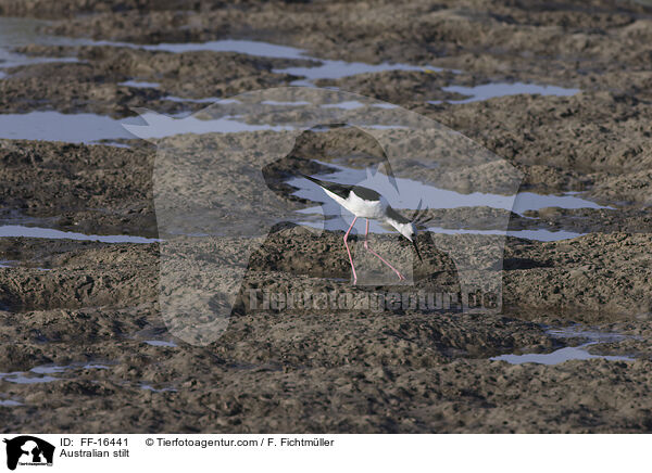 Wei�gesicht-Stelzenl�ufer / Australian stilt / FF-16441