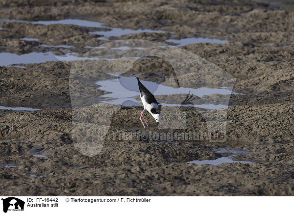 Wei�gesicht-Stelzenl�ufer / Australian stilt / FF-16442
