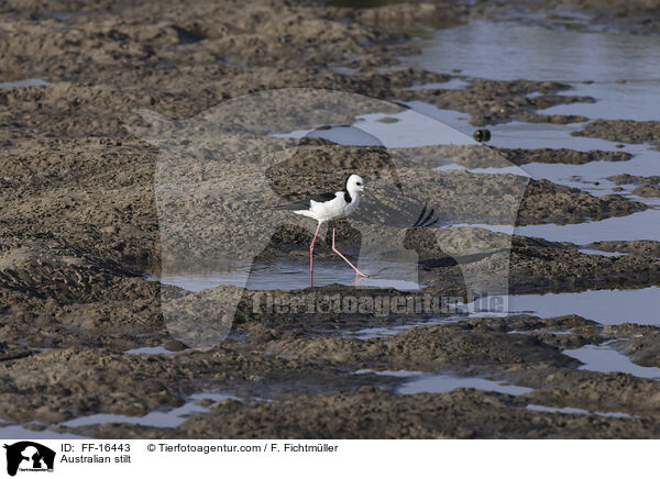 Wei�gesicht-Stelzenl�ufer / Australian stilt / FF-16443