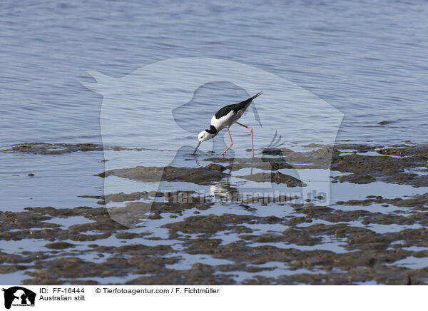 Wei�gesicht-Stelzenl�ufer / Australian stilt / FF-16444