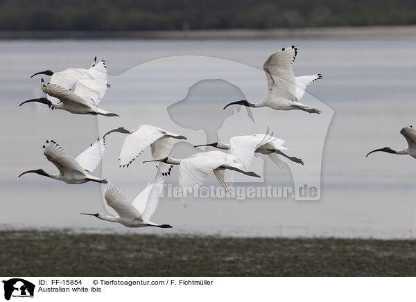 Australibis / Australian white ibis / FF-15854