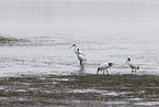 Australian white ibis