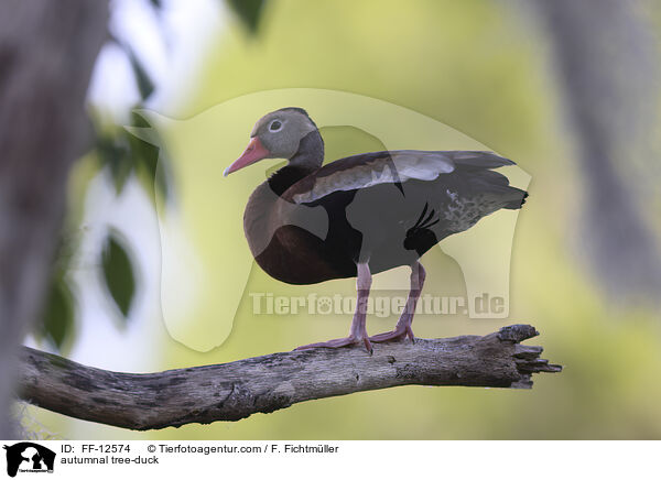 Herbstpfeifgans / autumnal tree-duck / FF-12574